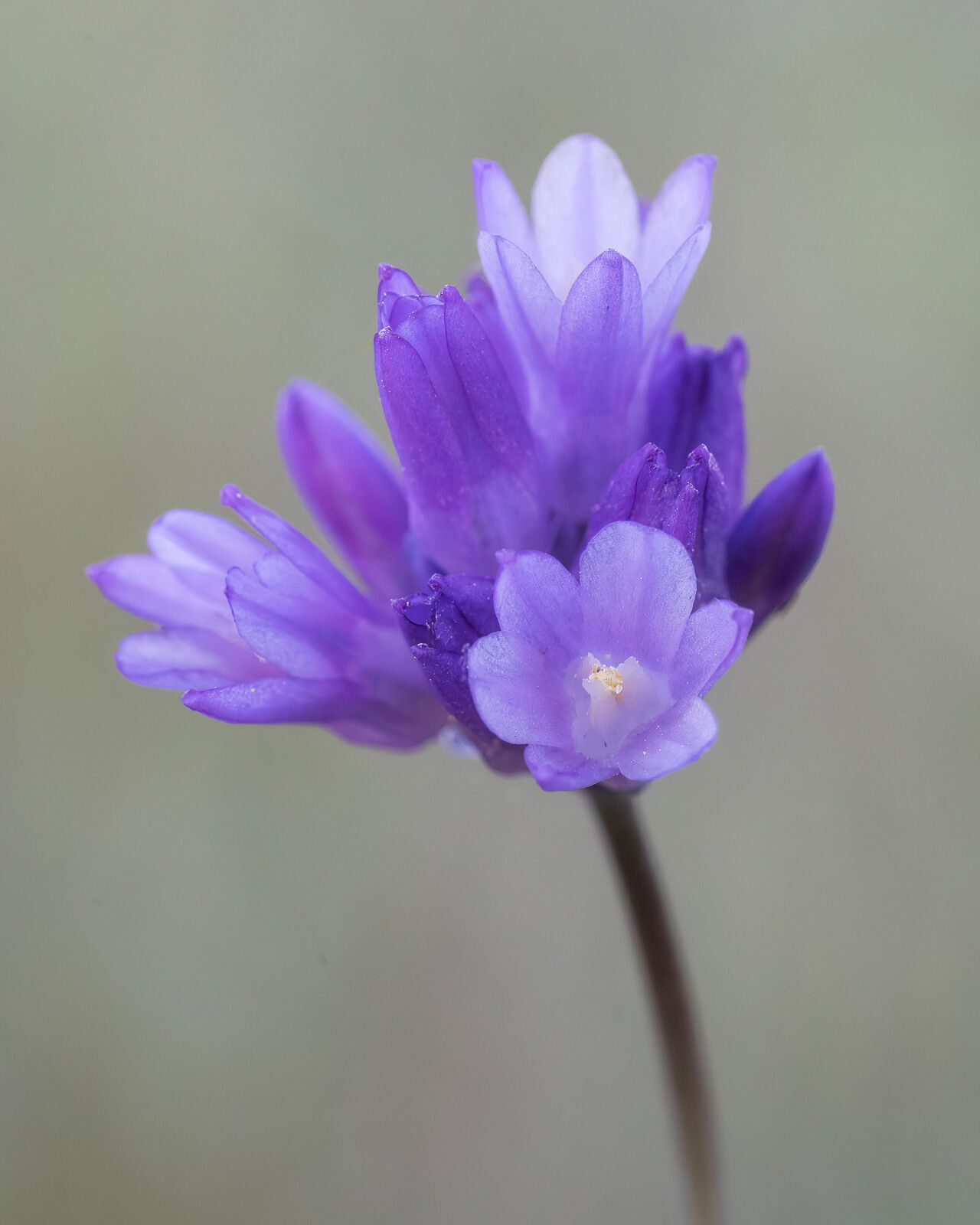 Dipterostemon capitatus flower