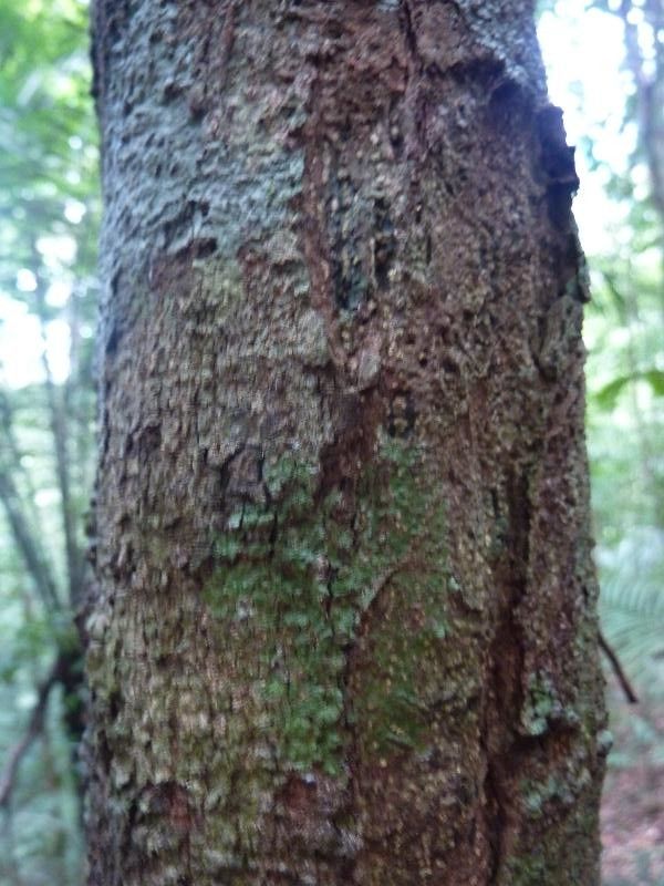 Matayba arborescens bark