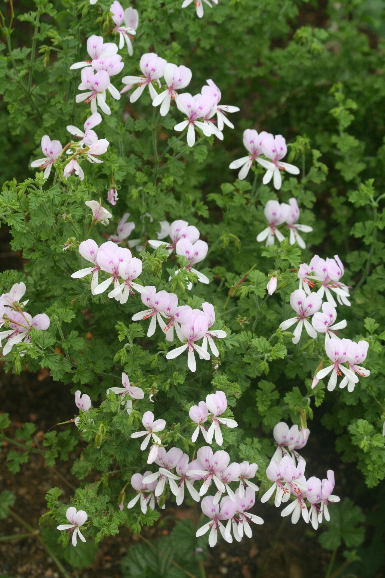 Pelargonium englerianum flower