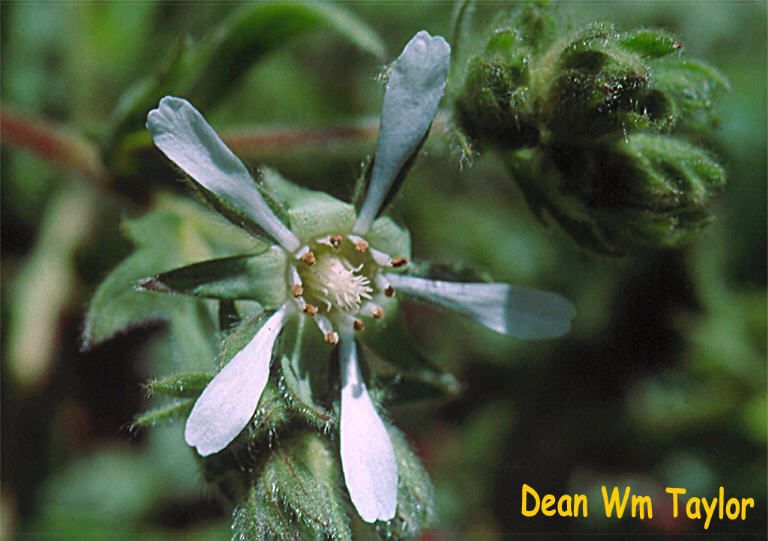 Potentilla marinensis — houseplant care guide