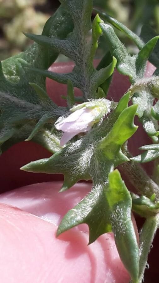Solanum triflorum flower