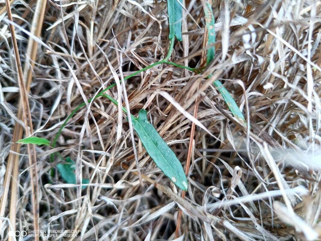 Polymeria calycina — related species from the same genus