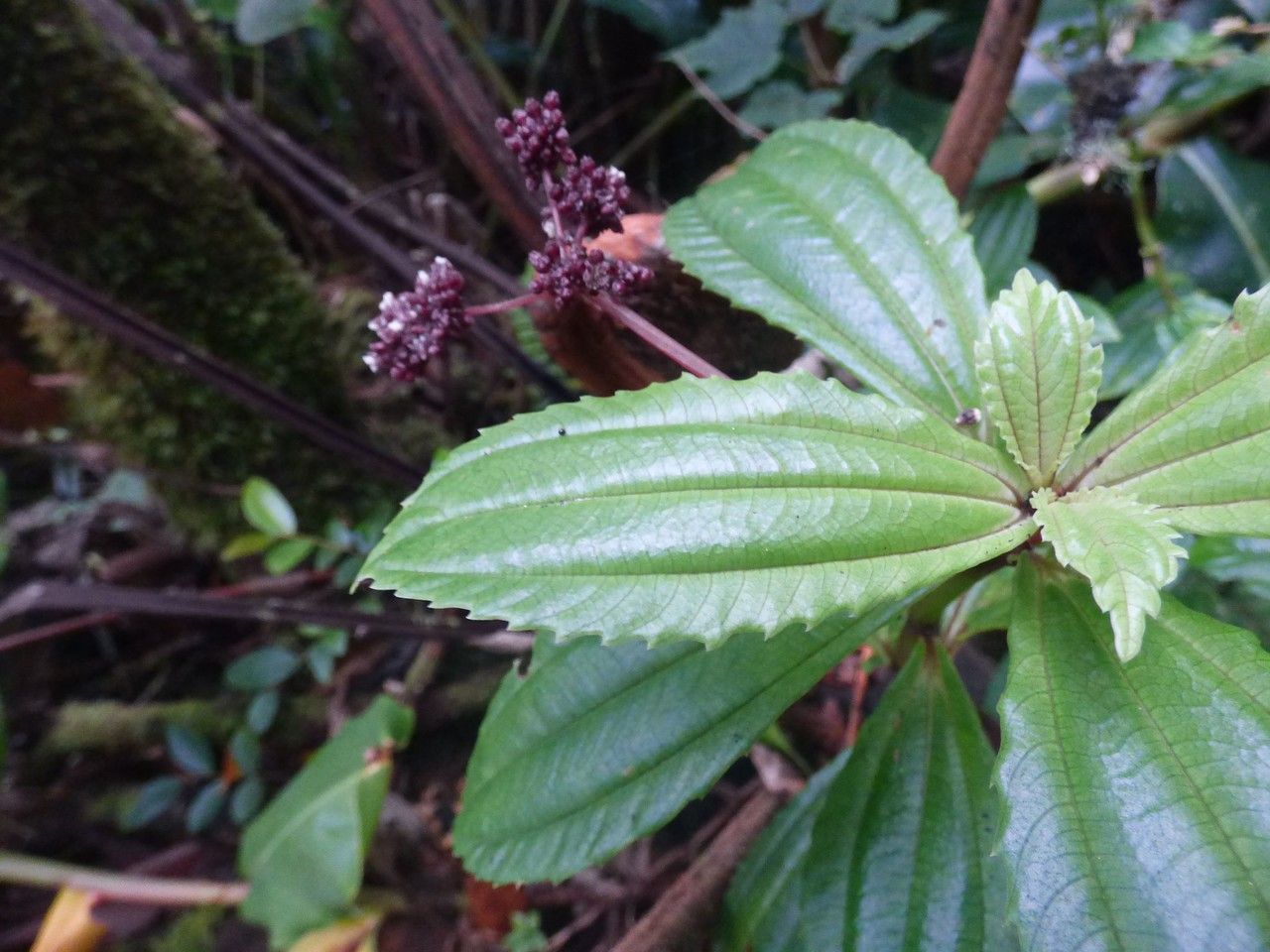 Pilea umbellata — search result for 'Pilea'
