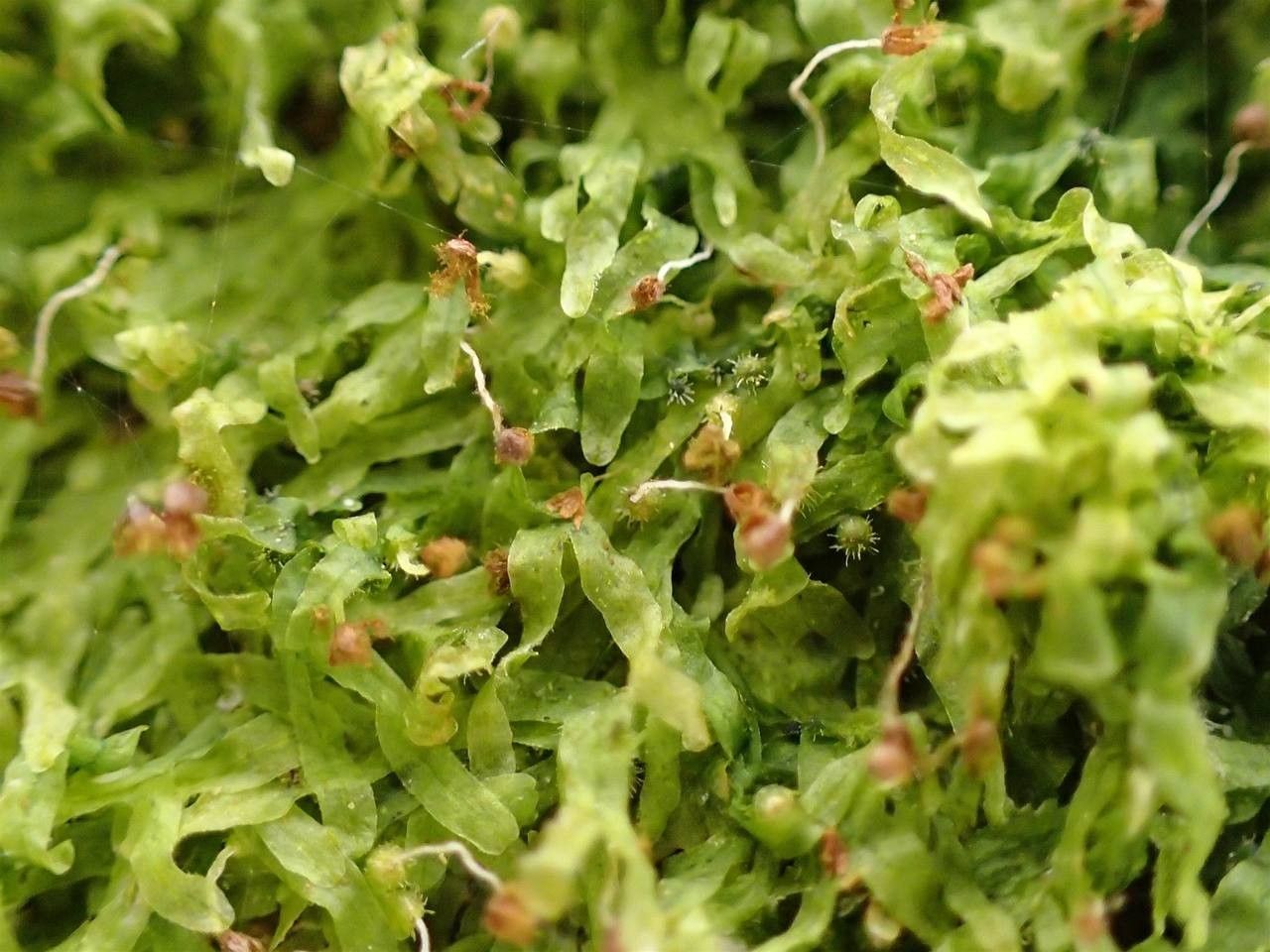 Metzgeria furcata fruit