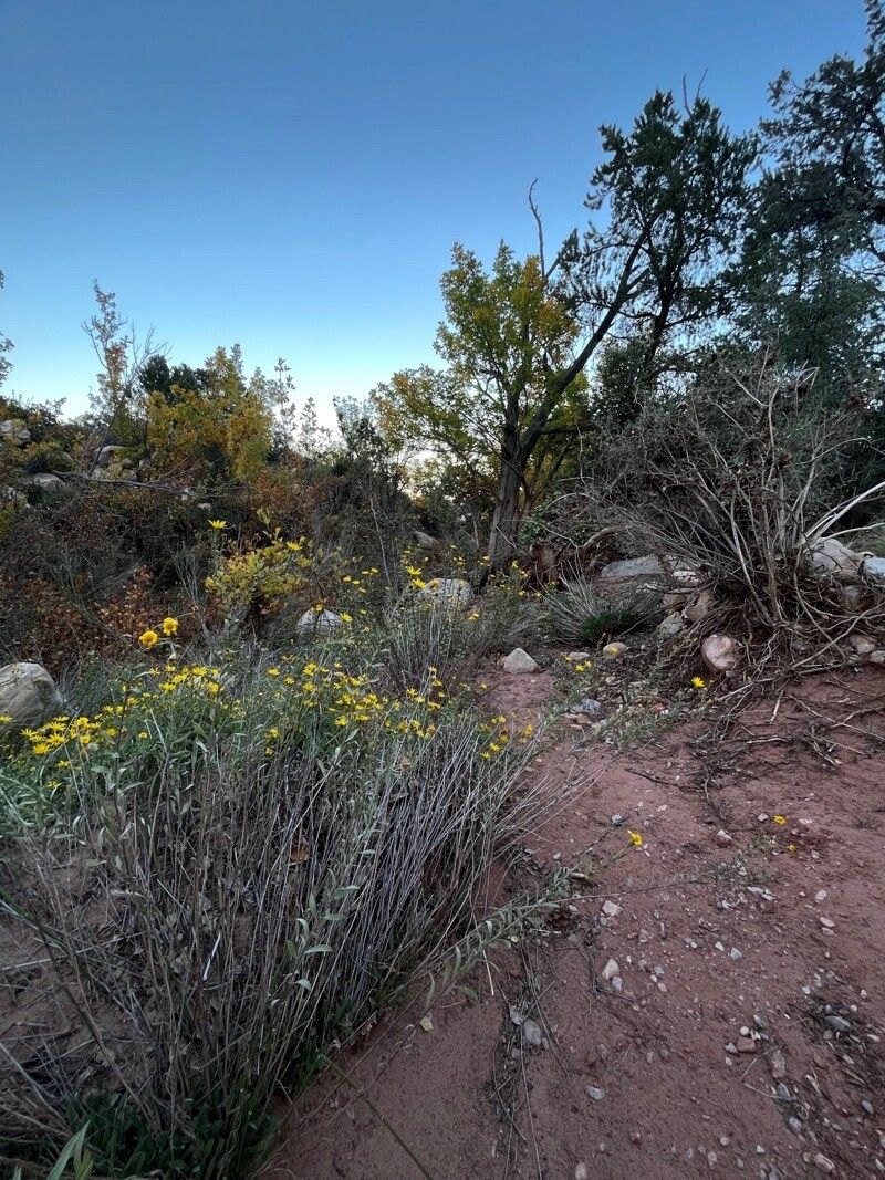 Heterotheca cinerascens habit