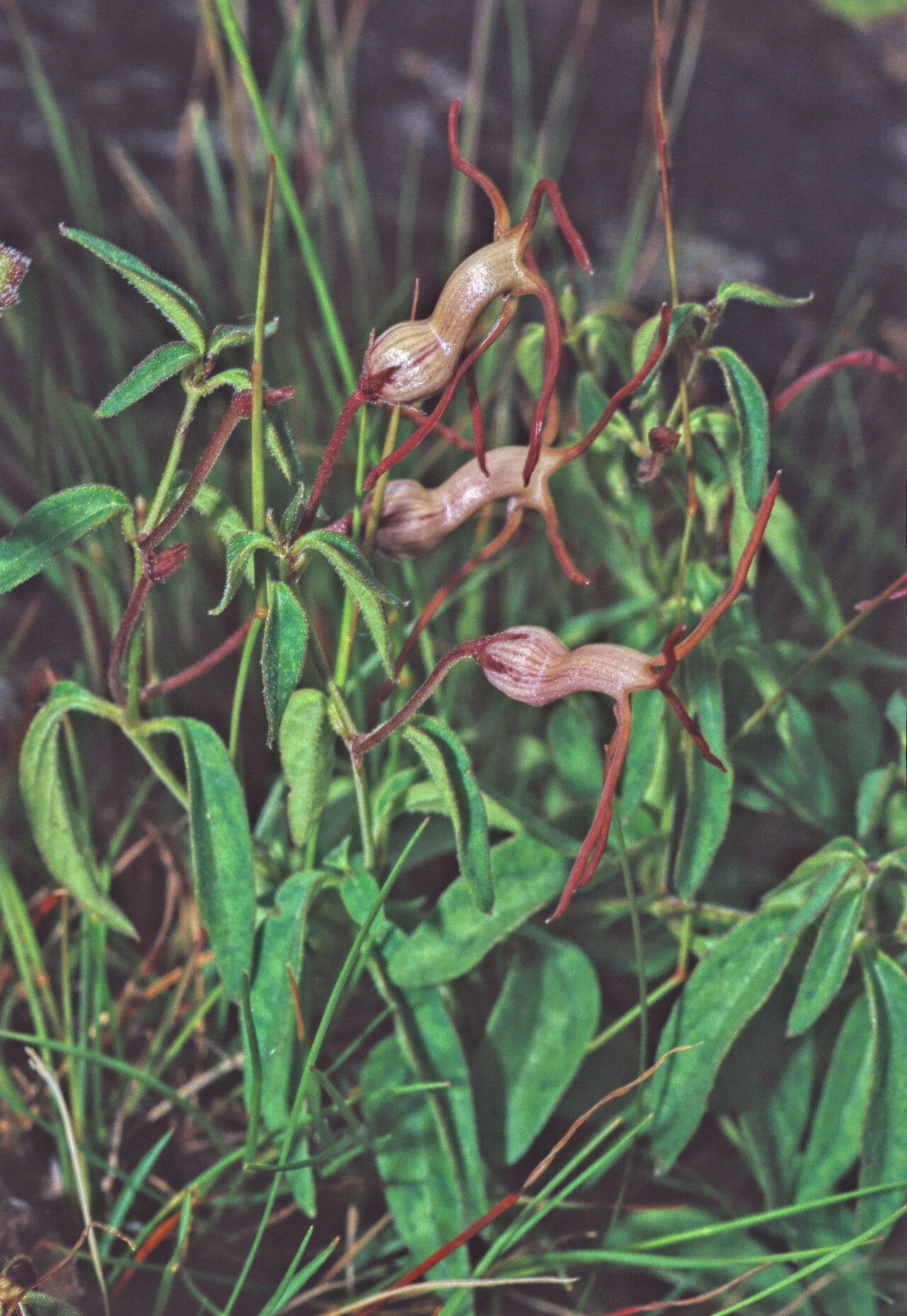Ceropegia schliebenii habit