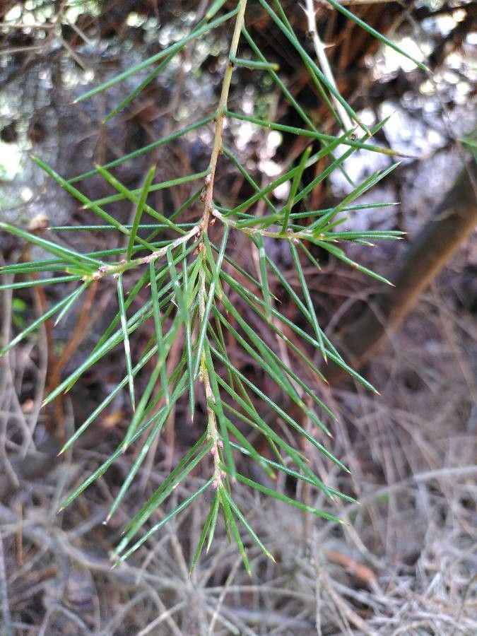 Hakea sericea leaf