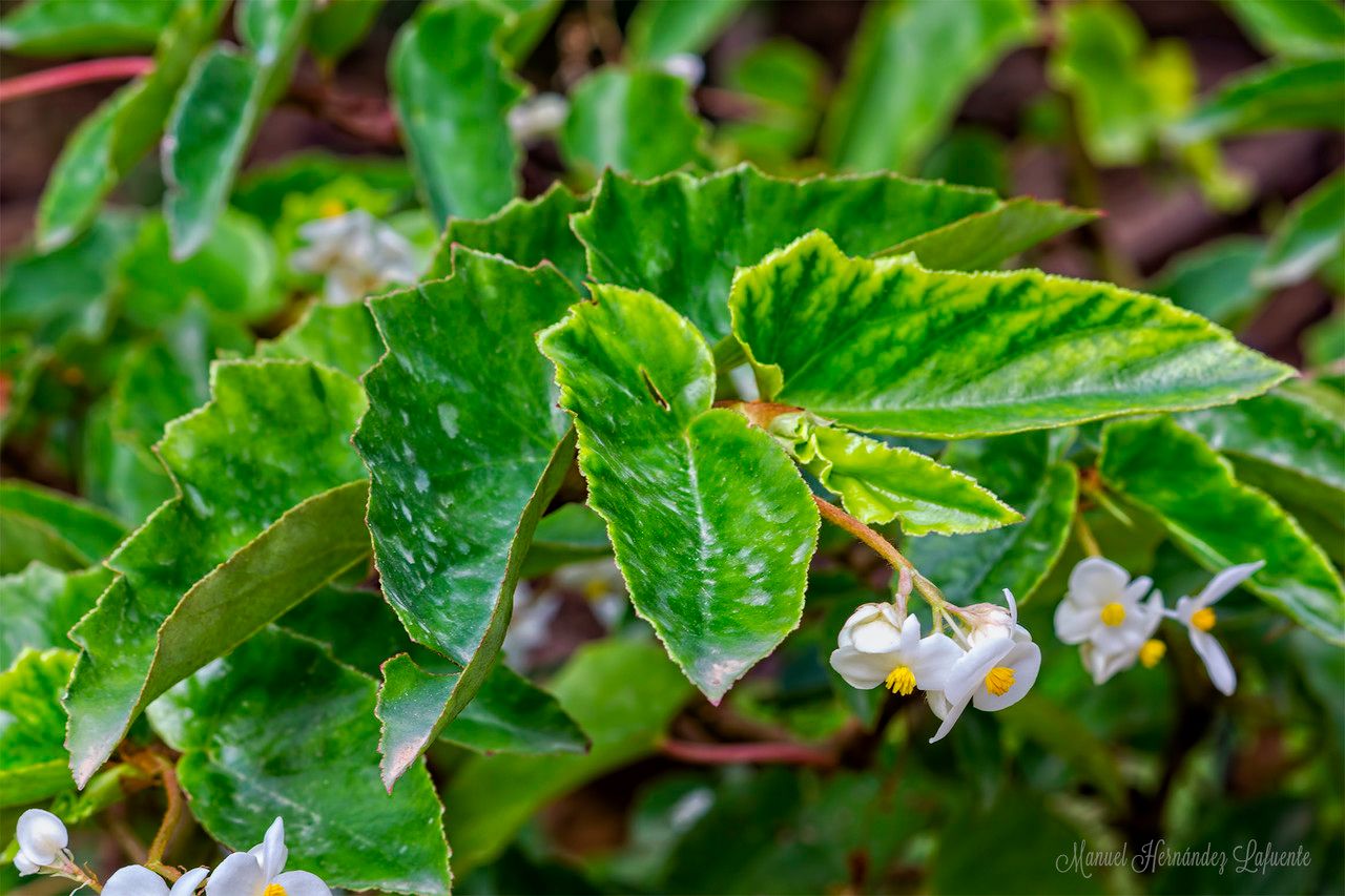 Begonia cubensis other