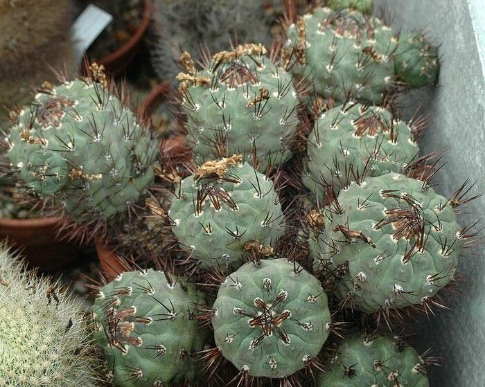 Weingartia neumanniana — related species from the same genus