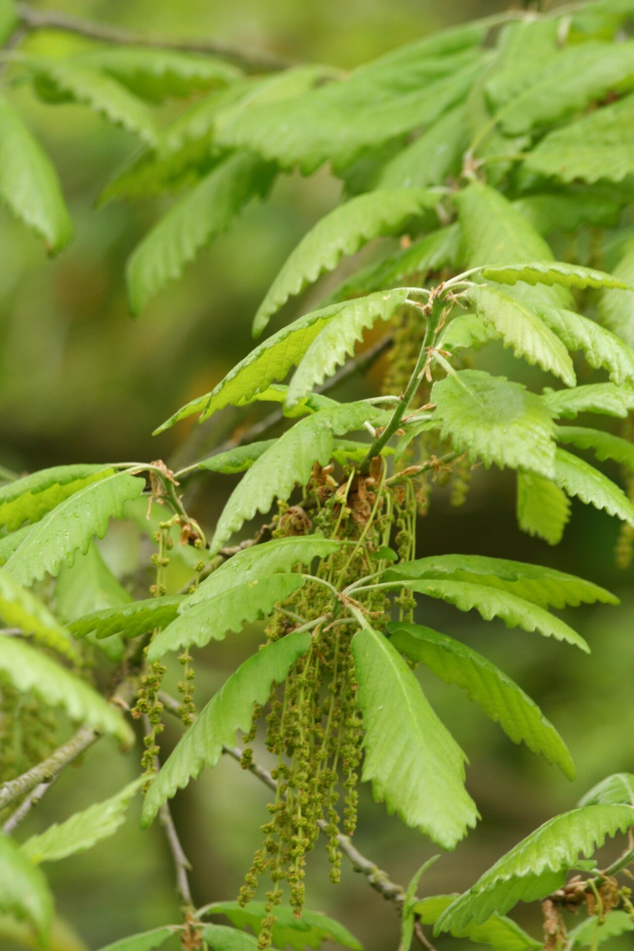 Quercus canariensis flower