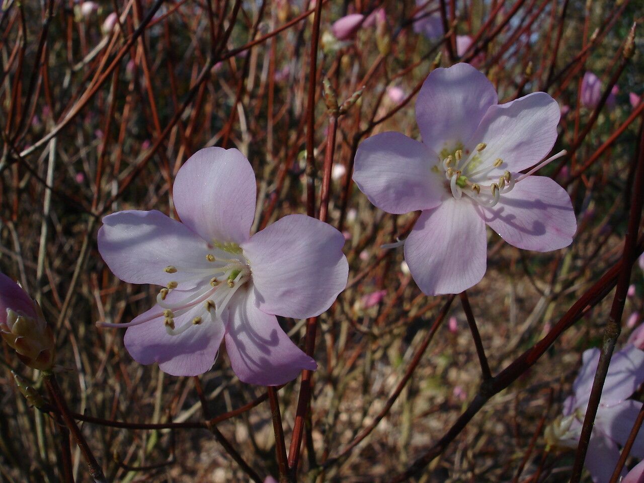 Rhododendron pentaphyllum — houseplant care guide