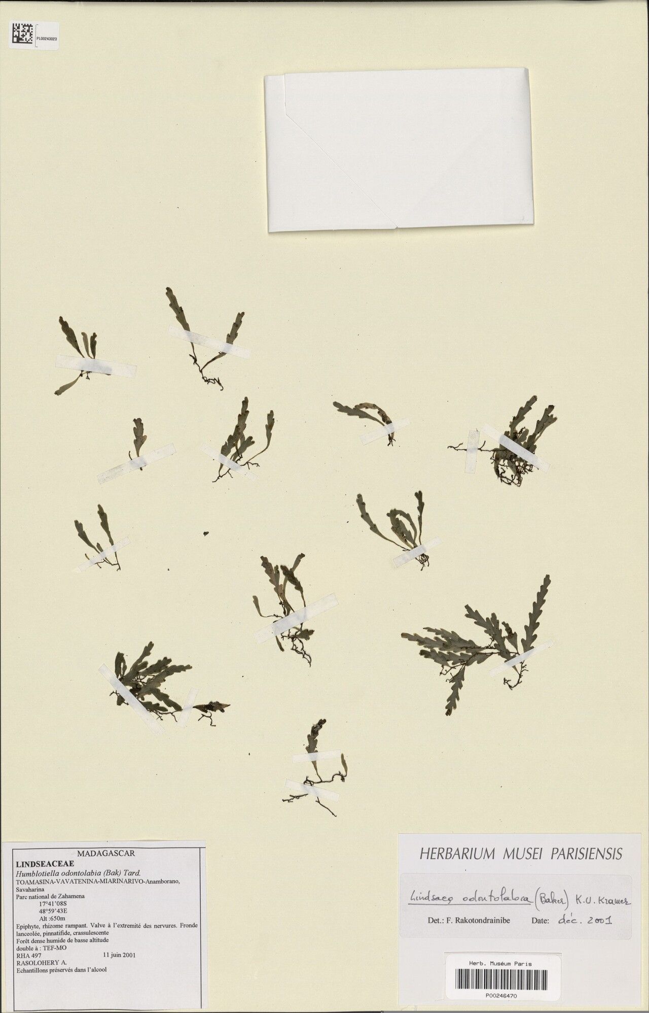 Odontosoria odontolabia — houseplant care guide