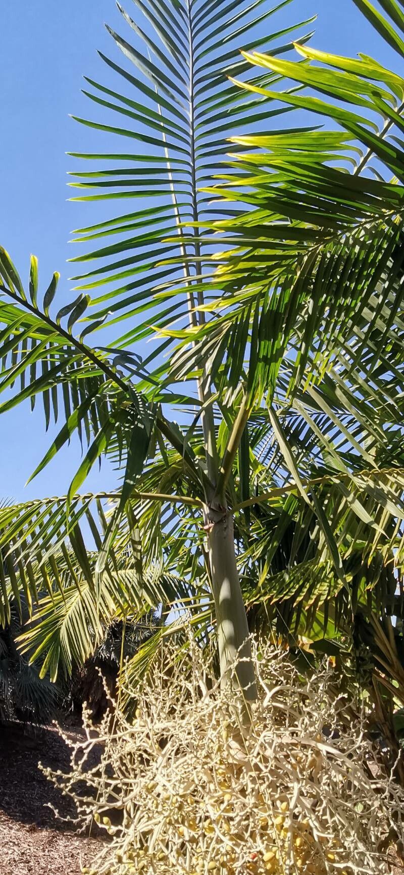 Veitchia metiti habit