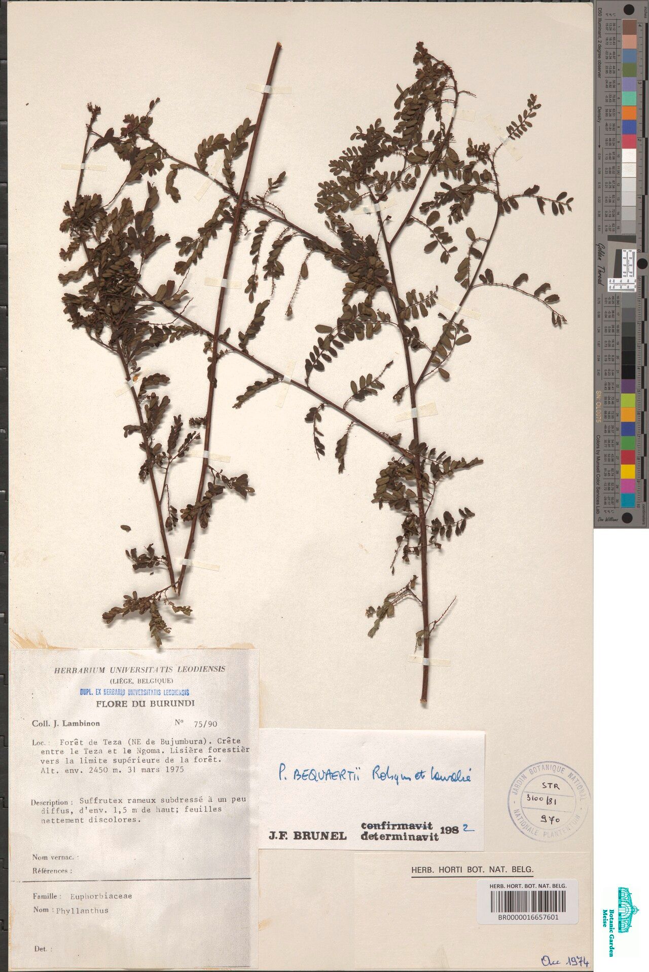 Phyllanthus bequaertii — houseplant care guide