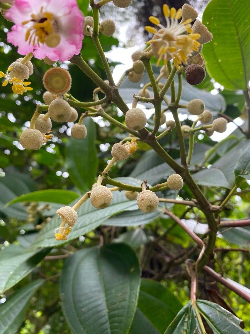 Miconia bigibbosa fruit
