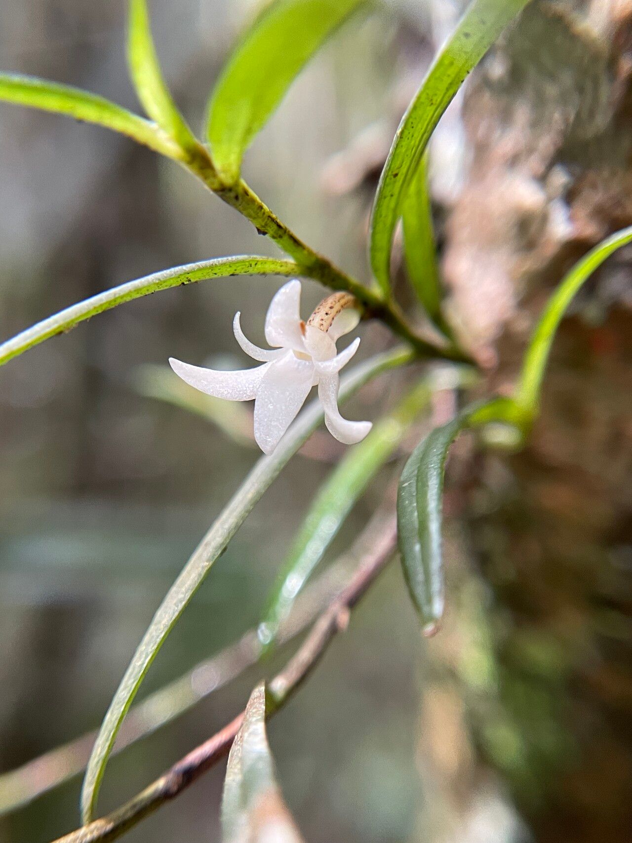Angraecum panicifolium — houseplant care guide