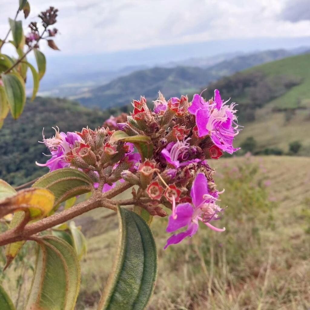 Tibouchina bipenicillata flower
