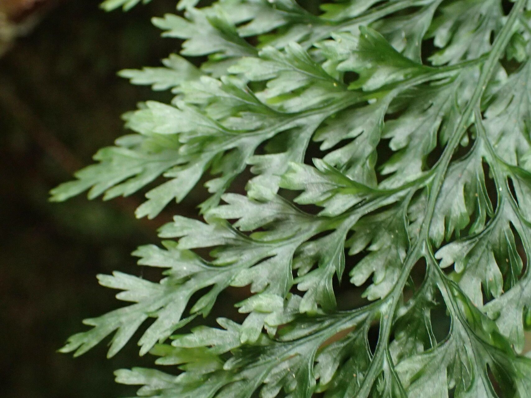 Vandenboschia speciosa leaf