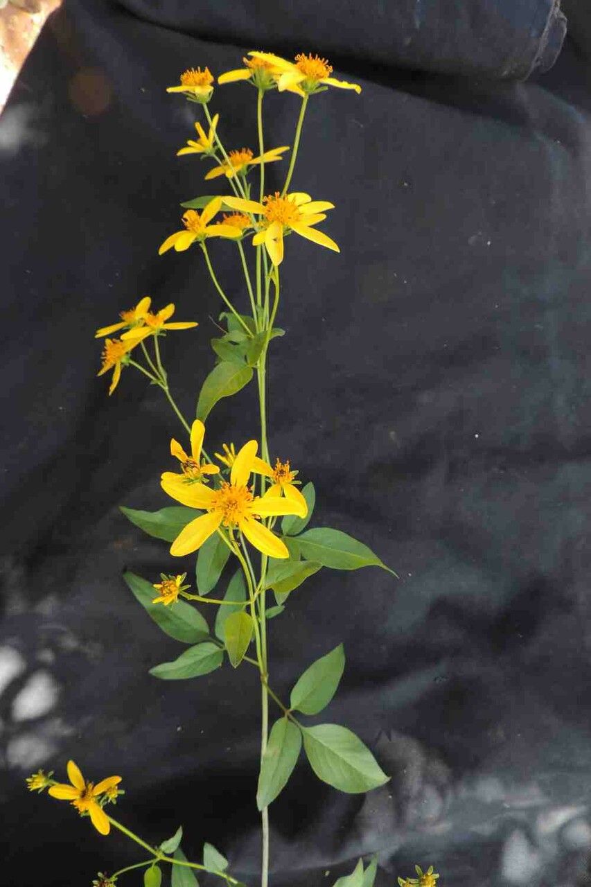 Bidens segetum flower