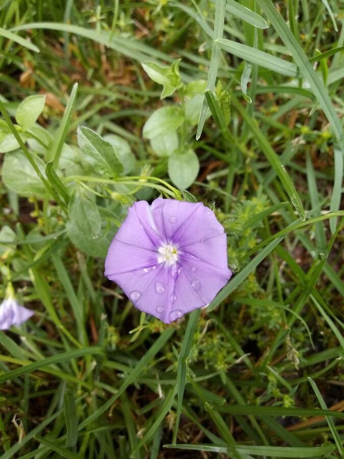Convolvulus sabatius flower