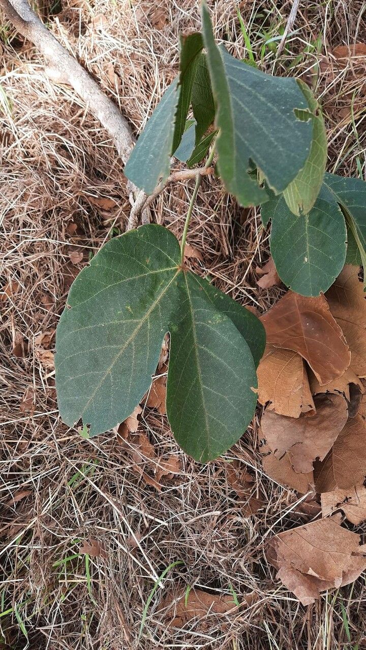 Sterculia striata — search result for 'Sterculia'