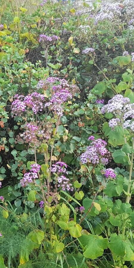 Pericallis webbii leaf