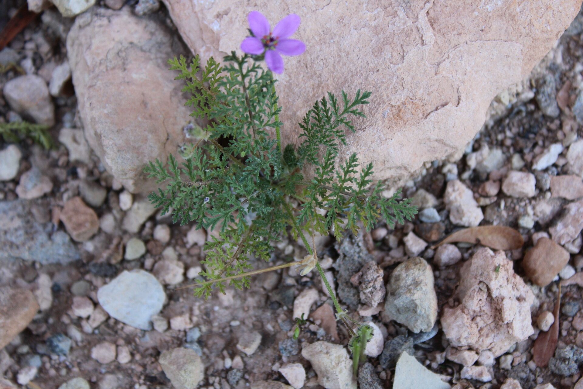 Erodium touchyanum — search result for 'Erodium'