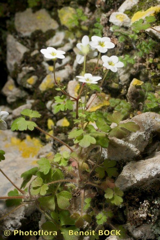 Saxifraga bourgaeana habit