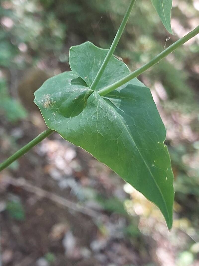 Emilia citrina — houseplant care guide