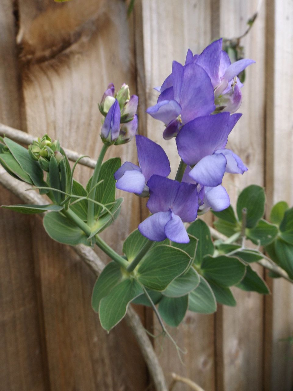 Lathyrus nervosus — search result for 'Lathyrus'