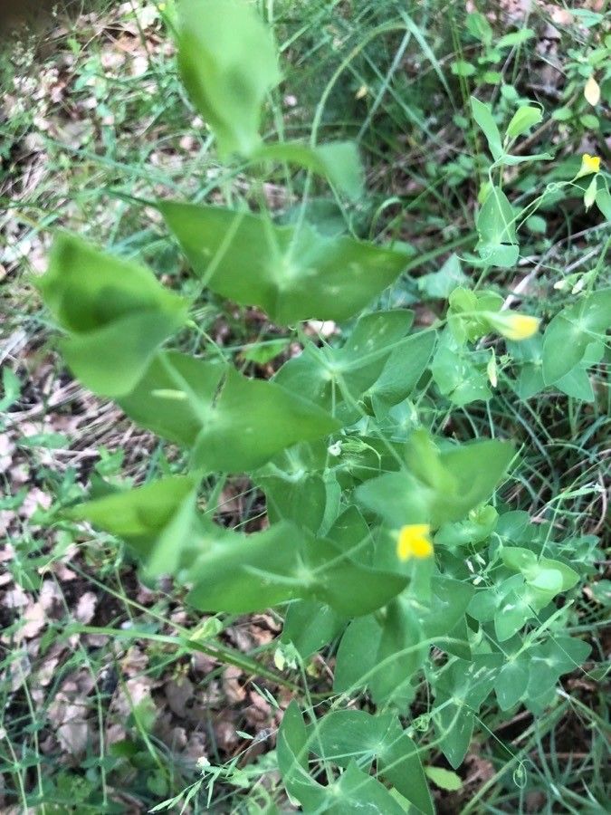 Lathyrus aphaca leaf