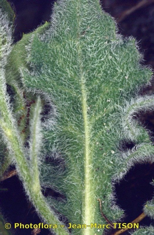 Hieracium kochianum — houseplant care guide