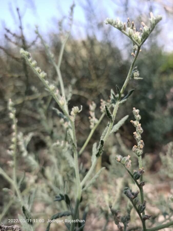 Euploca rariflora — search result for 'Euploca'