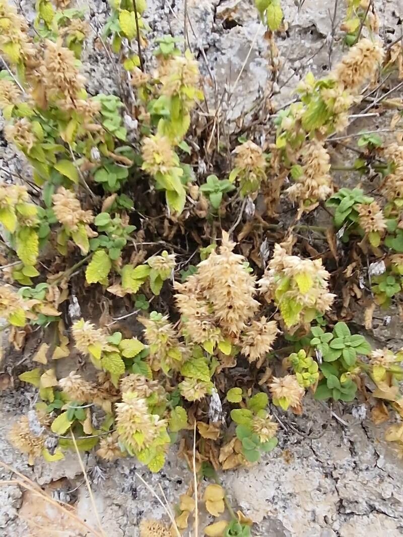 Sideritis lanata habit