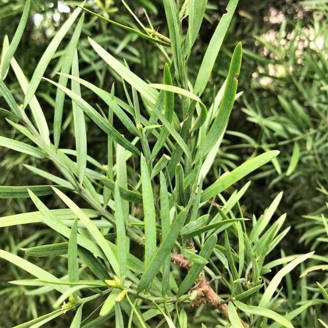 Podocarpus falcatus — search result for 'Podocarpus'