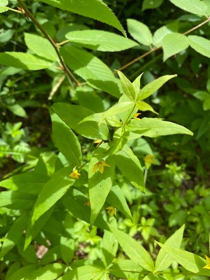 Lysimachia quadrifolia flower
