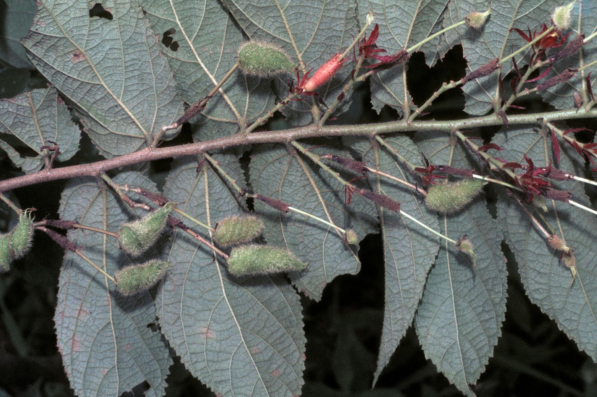 Helicteres pentandra fruit