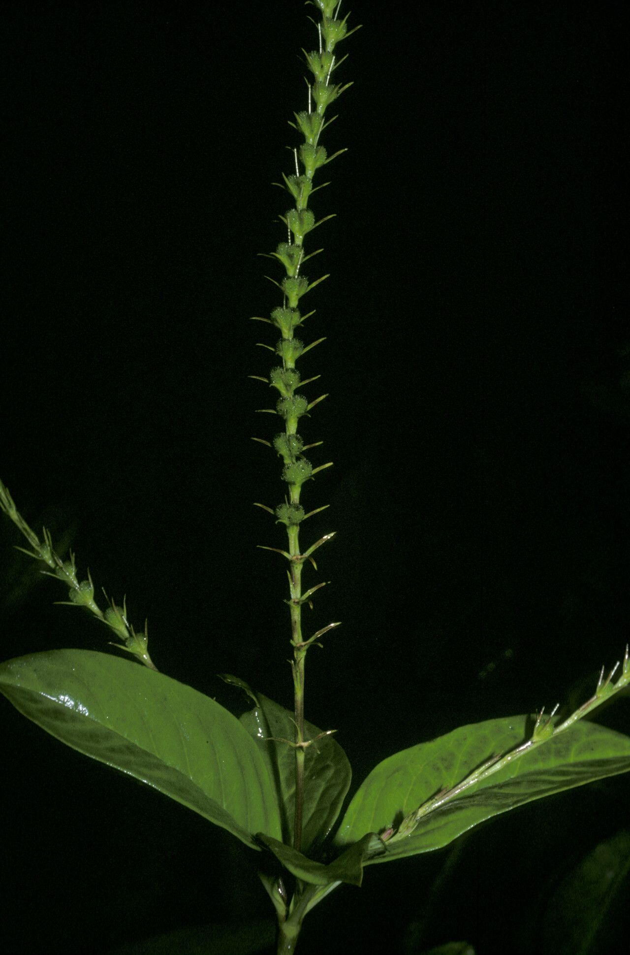 Spigelia hamellioides fruit