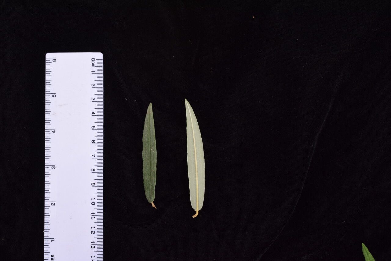 Hippophae salicifolia other