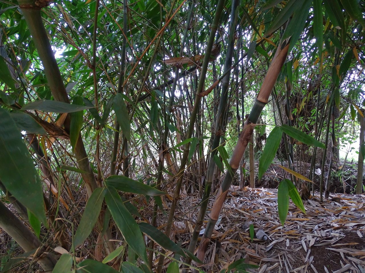 Yushania alpina habit