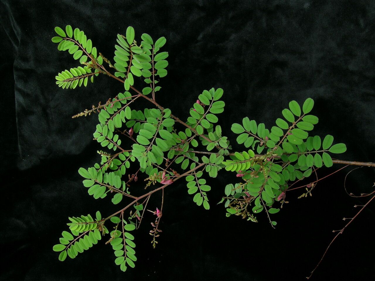 Indigofera exilis habit
