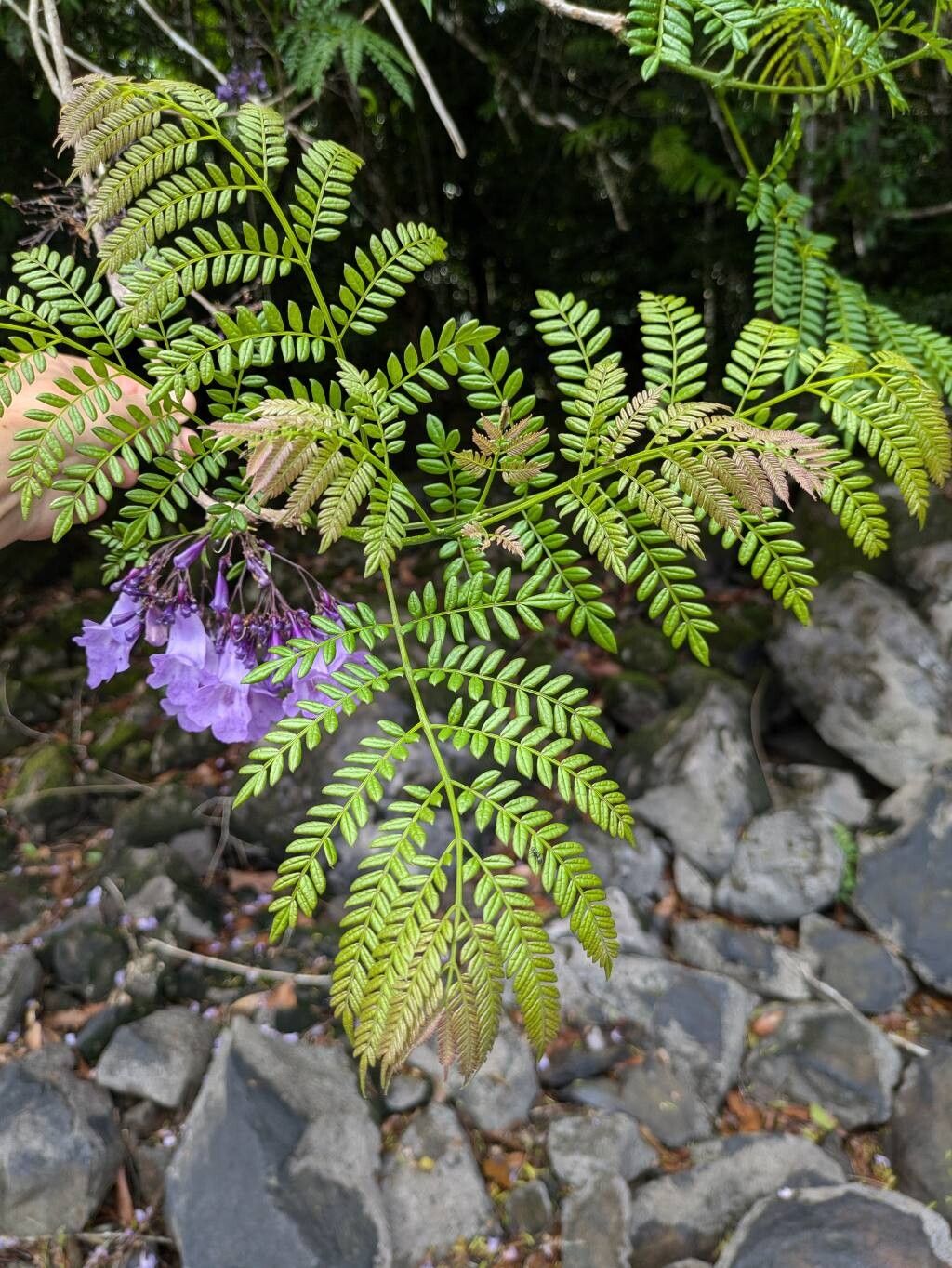 Jacaranda obtusifolia — search result for 'Jacaranda'