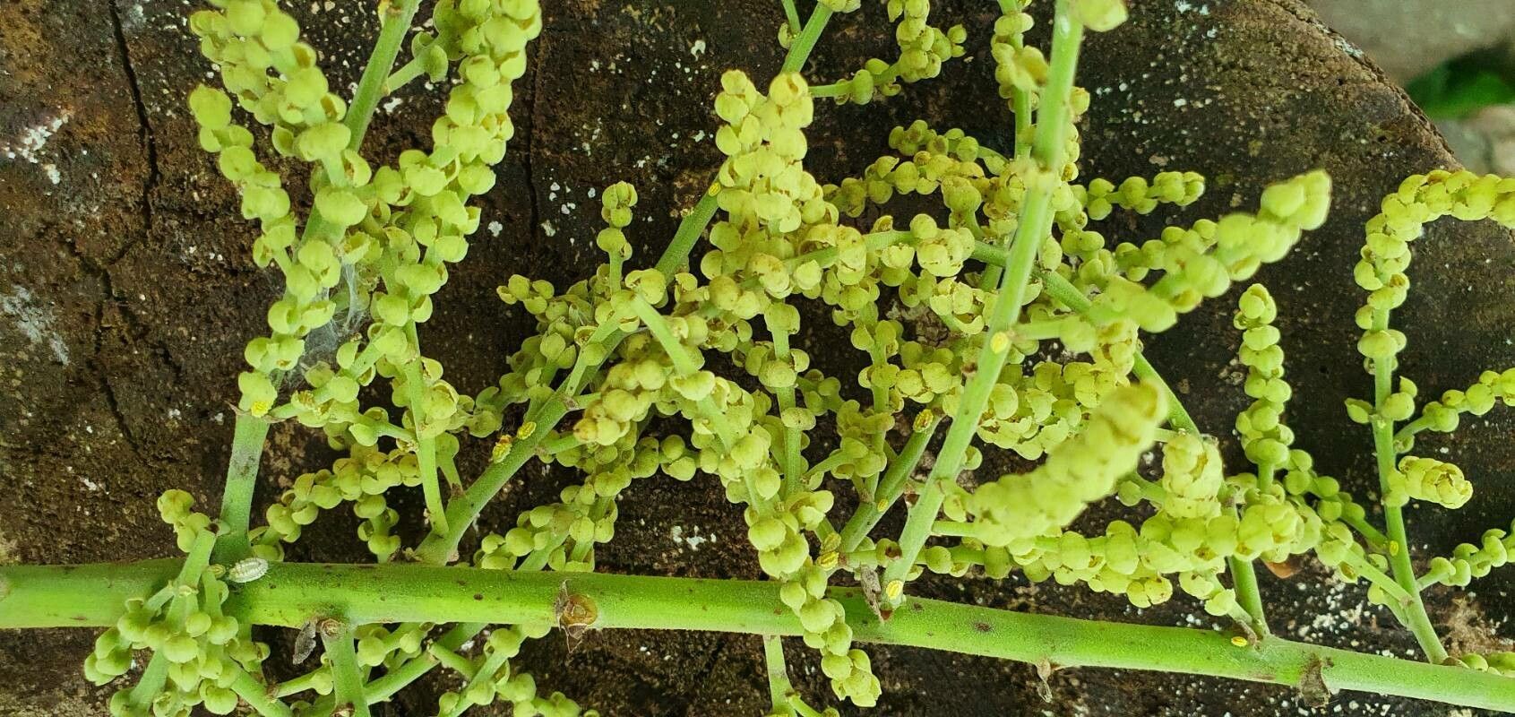 Macaranga gigantea flower
