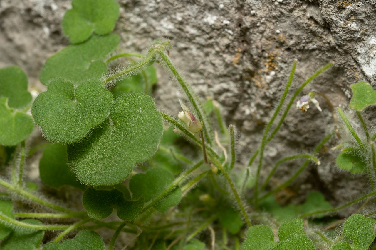 Cymbalaria microcalyx leaf