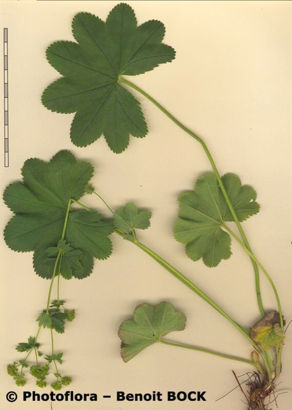 Alchemilla crinita other