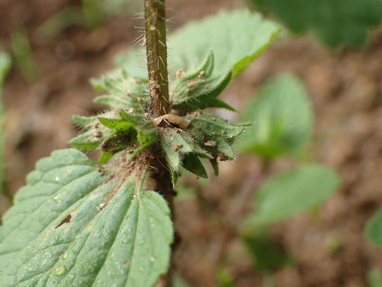 Stachys arvensis fruit