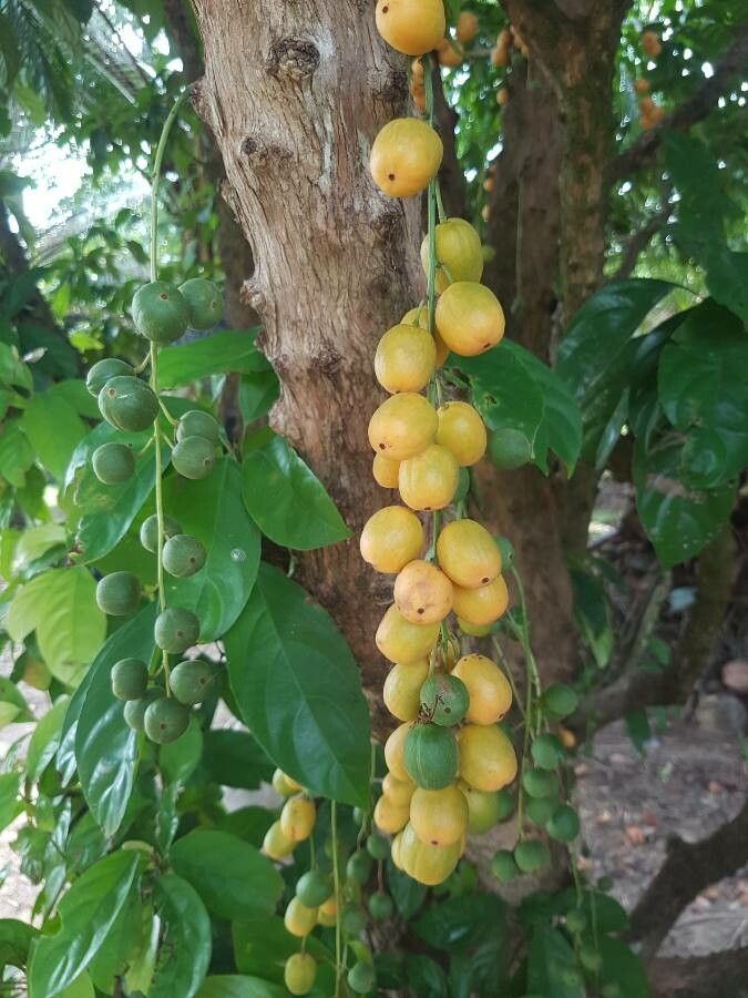 Baccaurea ramiflora fruit