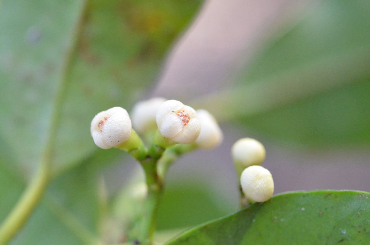Garcinia densiflora flower