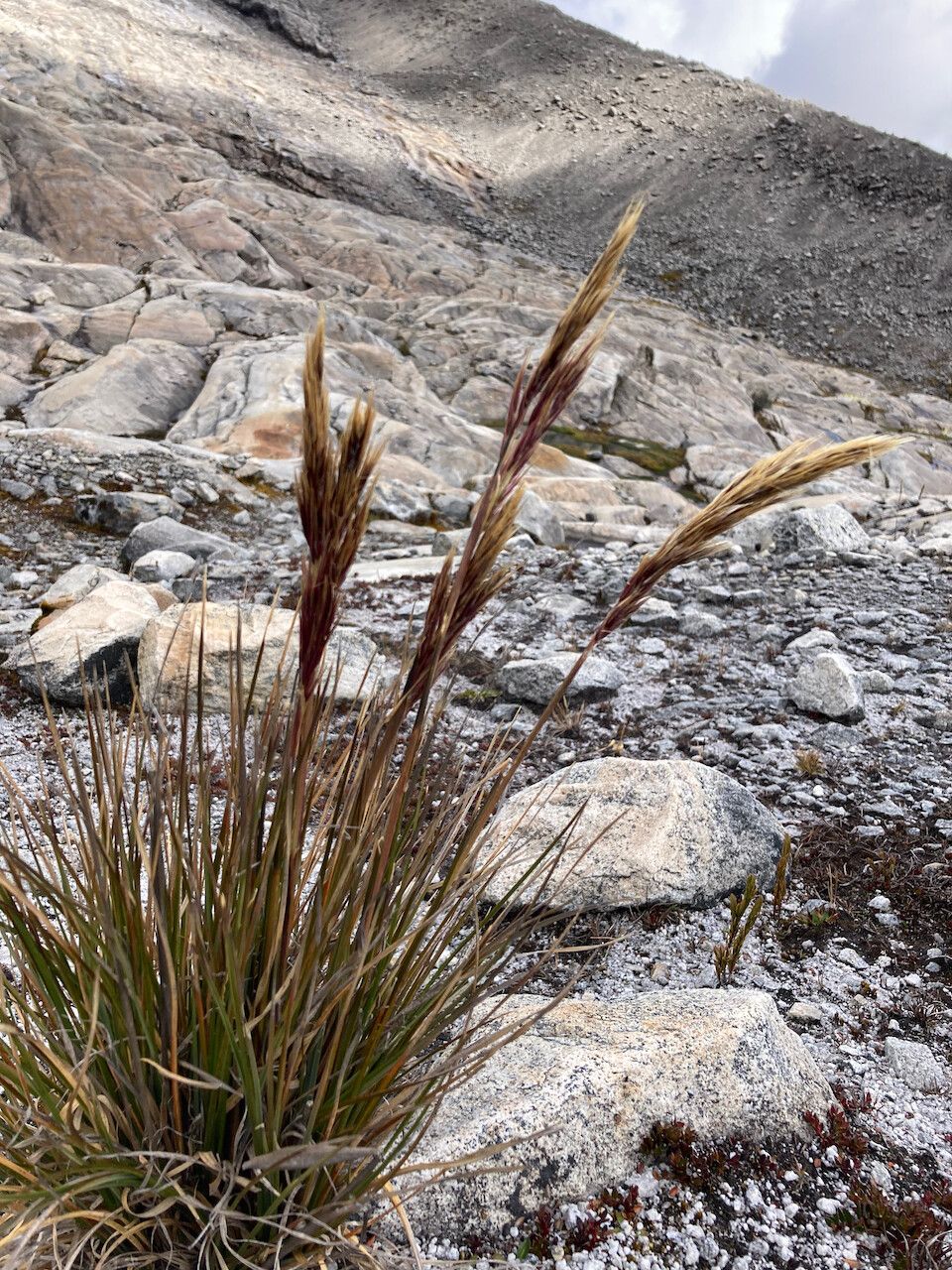 Cortaderia pungens habit