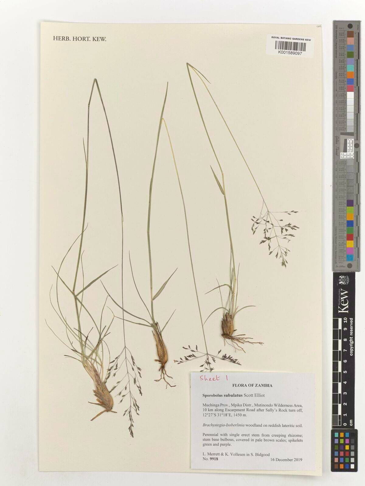 Sporobolus subulatus — houseplant care guide